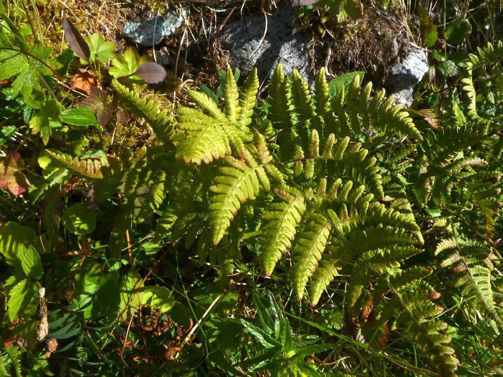 Kalktelg&(Gymnocarpium&robertianum)& Kalktelgerenrelativtsterktkalktilknyttetbregnesomsjeldenvokserpåannetennkalkstein(se fig.21).