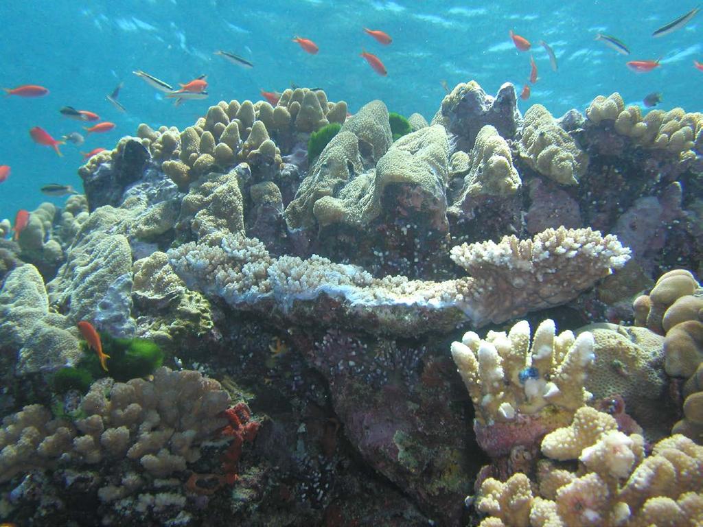 Forstyrrelse av atferd og sanser korallrevsfisk