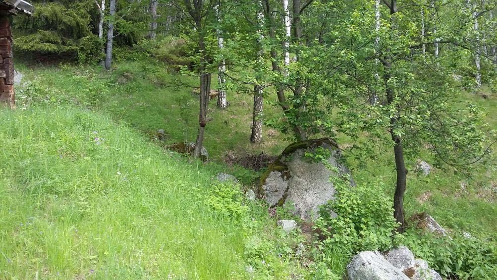 Epletreet må gjerne beskjæres for å gi mer frukt. Foto ES 12.06.17. Figur 25.