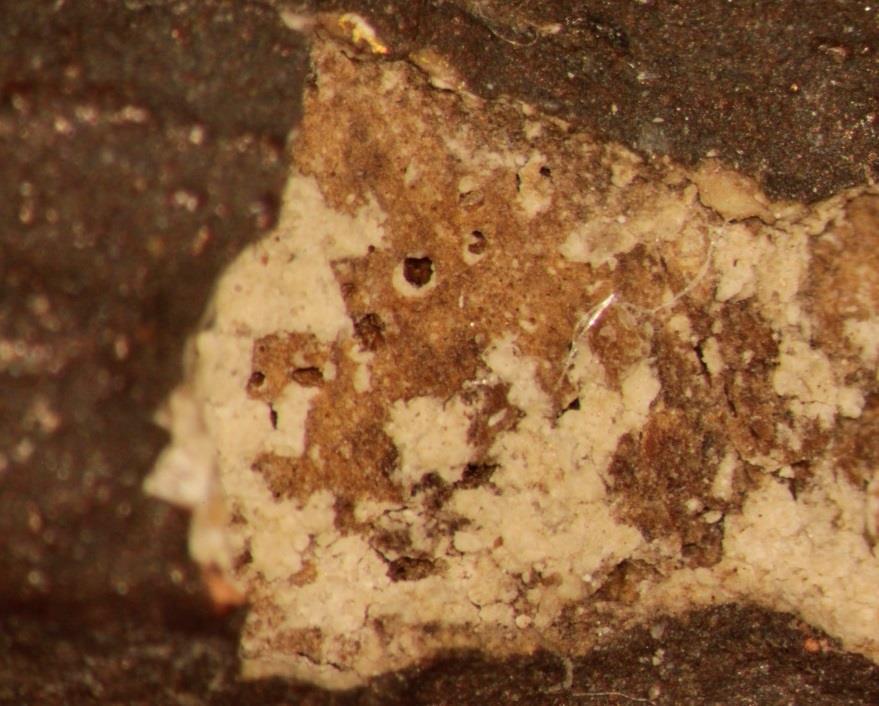 Lerretsknuter er dekket av et lag med lim Figur 11 Mikrofoto av øvre skade i håret over Kristi venstre tinning. Lerretsknuter er dekket av et lag med lim og delvis også av hvit grundering. 2.