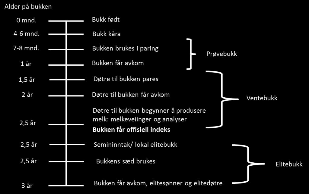 Østensen I og rundt kjeing (desember-juni) er det mye innrapportering i Geitkontrollen (GK) og beslutninger som skal tas med hensyn på indeksene.