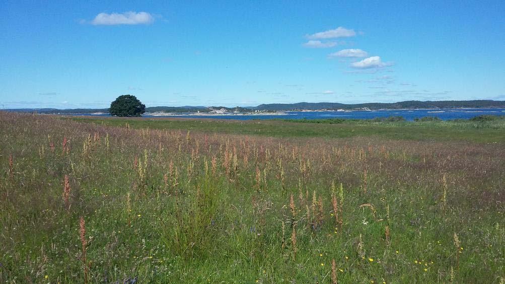 Figur 5. Oversikt over lokaliteten sett fra nordøst.