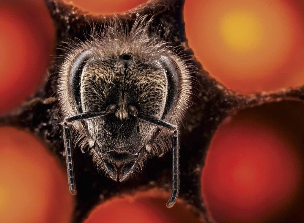 Honningbier er verdens viktigste bestøvere, men mange bukker under for sykdom og midd. Nå vil forskerne avle fram en mer hardfør modell. En ny honningbie kommer ut av en ynglecelle.