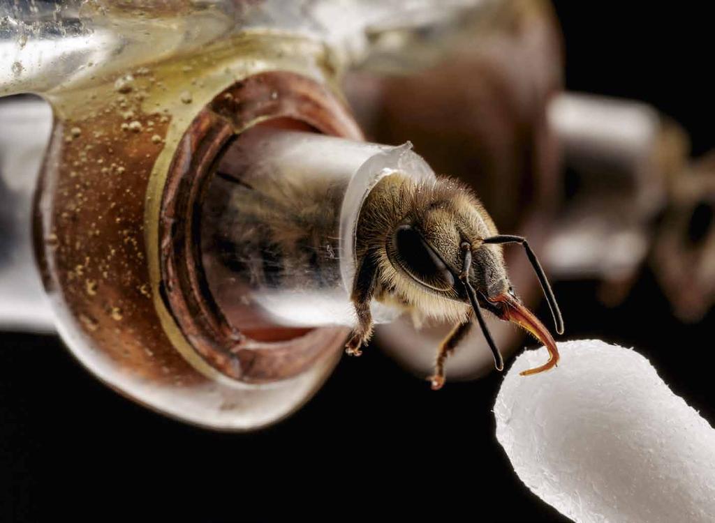 På Pennsylvania State University i USA stikker en bie fram snabelen for å drikke sukkervann av en vattpinne i et laboratorium.