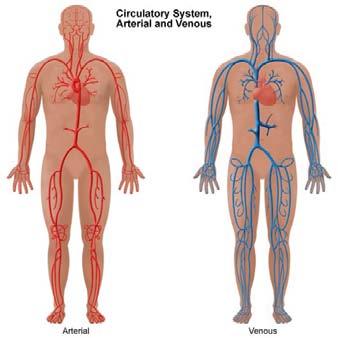 2.0 BAKGRUNN 2.1 Venesystemet Kroppens blodsirkulasjonssystem består i grove trekk av hjertet, som har pumpefunksjon, og et tredelt blodåresystem, arterier, kapillærer og vener.