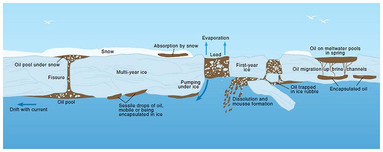 Arctic Oil and Gas 2007 ) 4.3 Bruk av kjemisk dispergering på "Wisting olje" Det er forventet å finne "Wisting olje" i både Gemini Nord og Korpfjell.