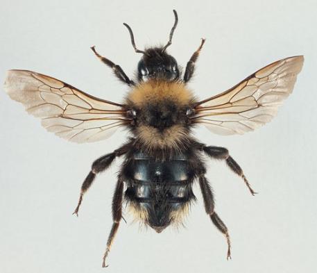 hyperboreus) Åkergjøkhumle Bombus