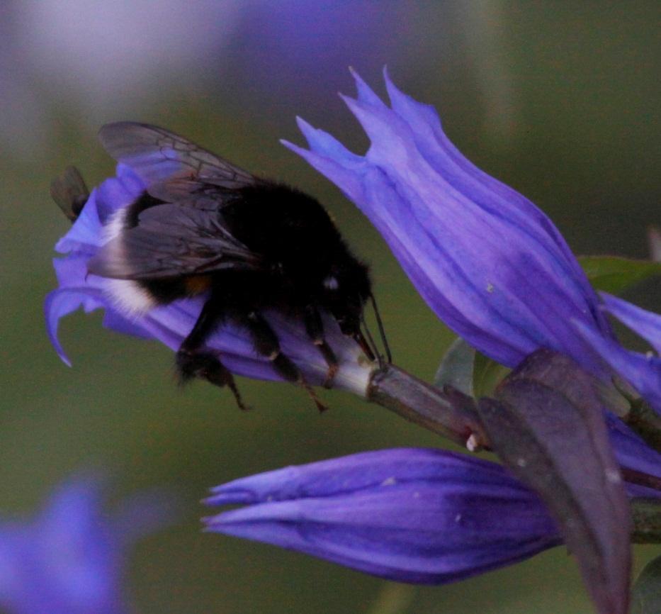 Tungelengde og valg av trekkplanter Lushatthumle Hagehumle Kløverhumle Steinhumle Åkerhumle Mørk jordhumle Markhumle Trehumle Lys