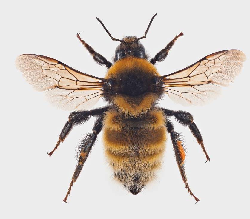 Kløverhumle Bombus