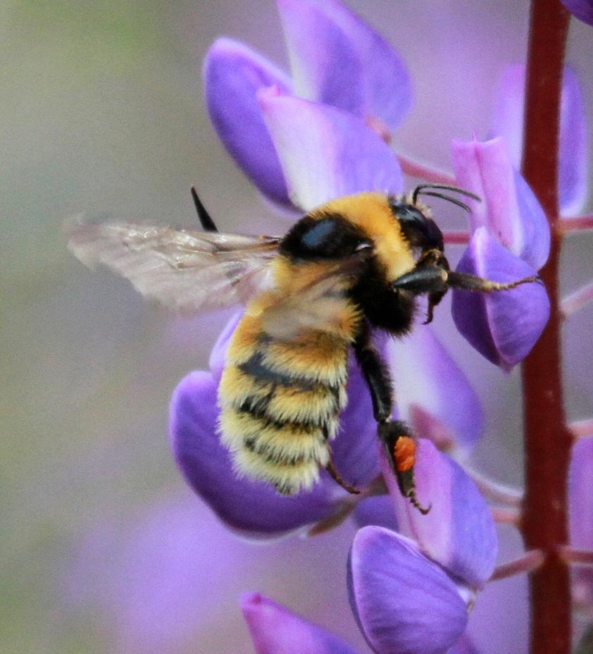 Kløverhumle Bombus distinguendus