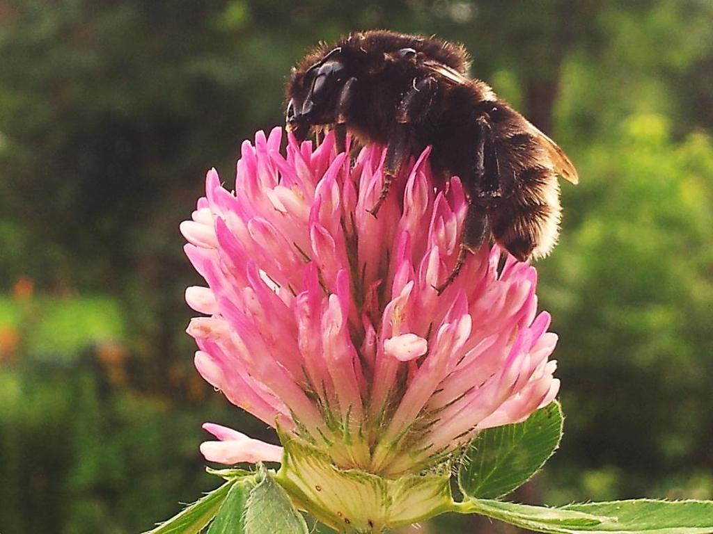 Slåttehumle Bombus subterraneus Opprinnelig trolig en sjelden art i Oslofjordsområdet Ingen funn i Norge mellom 1949 og 2010.