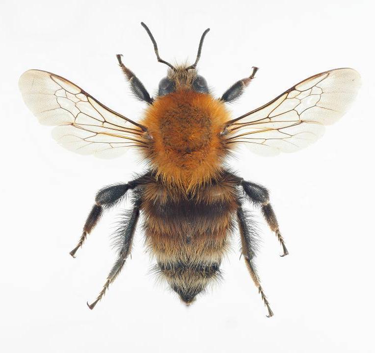 Bakkehumle Bombus