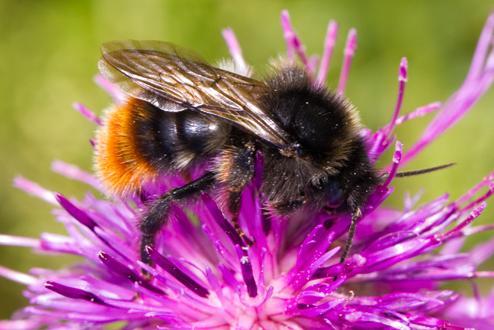 Cherrug Lundgjøkhumle, Bombus