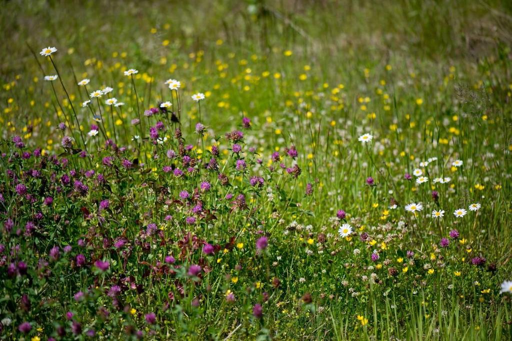 Skjøtsel - slåtteenger Handlingsplan slåttemark Gjenskape blomsterrik vegetasjon Regulert slått (tidspunkter, rotasjonsslått) Fjerning av