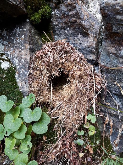 Gulvet i hulen består av marine avsetning med skjell, og inneholder store mengder gamle beinrester av fisk, fugl og mindre pattedyr. Det ble observert mye fersk sauemøkk inne i hula.