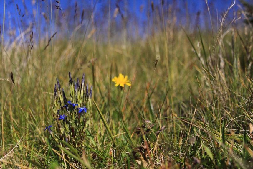 Figur 10. Snøsøte har rike forekomster i naturbeitemarka ved Nordbua. Foto tatt 10.8.2012.