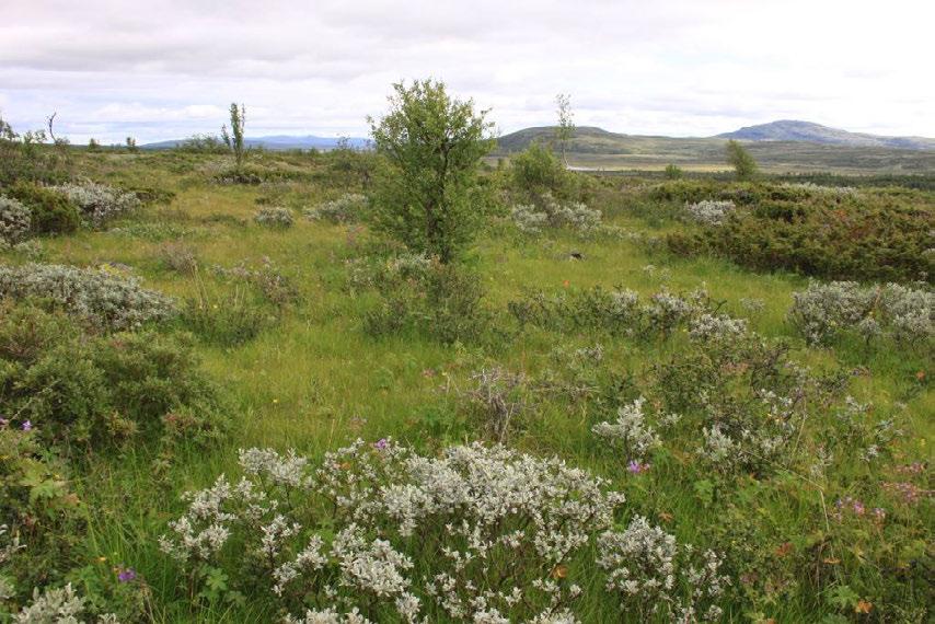 områder var det i august 2012 moderat - svakt beitetrykk. Spredt sau ble sett i området og spredt beiting av hest hadde tydelig funnet sted (trolig turister med ridehester).