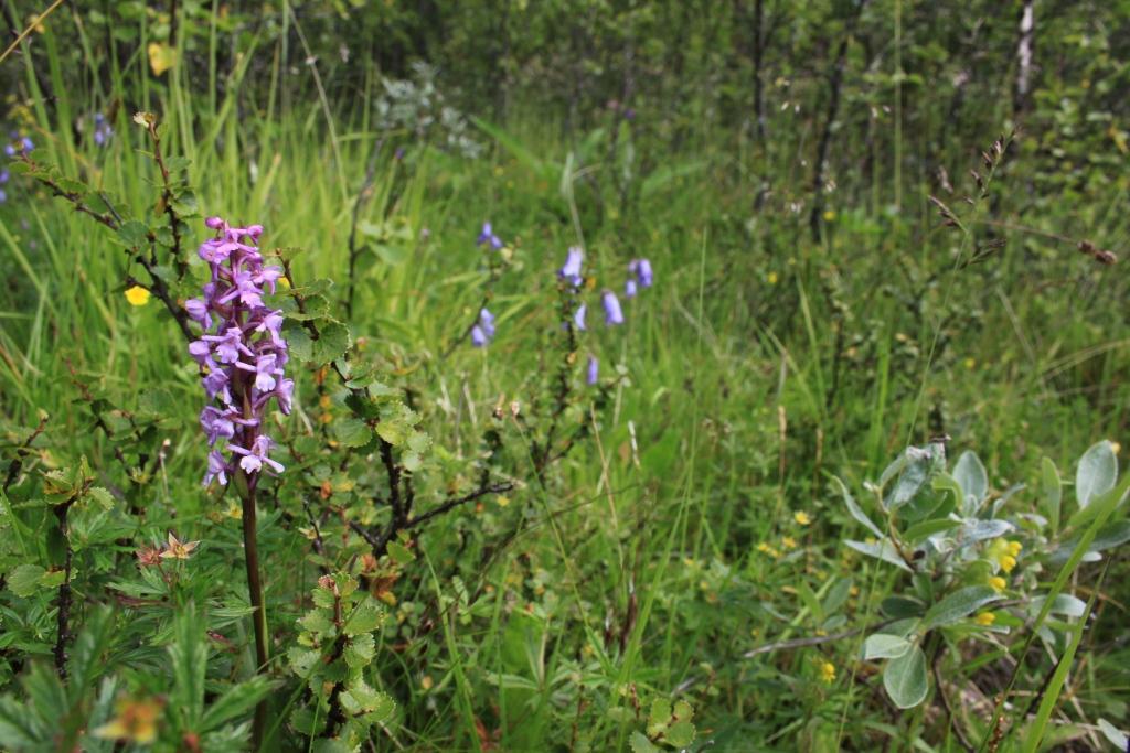 Figur 7. Innslag av basekrevende vegetasjon (brudespore) og skjeggklokke ved Nordre Ongsjølia. Foto tatt 8.8.2012.