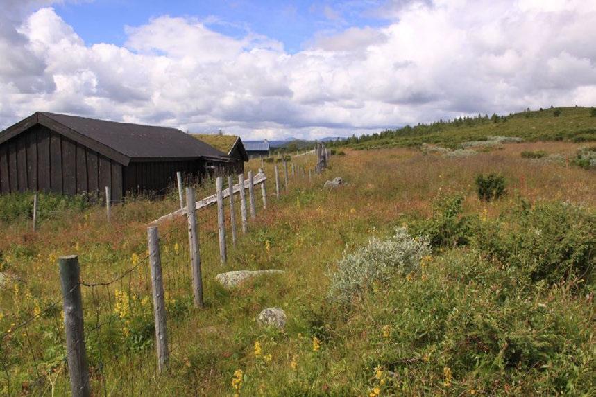 Figur 3. Voksestedet for skjeggklokke, utenfor gjerdet ovenfor Bratland sæter. Foto: Geir Høitomt 4.8.2010.