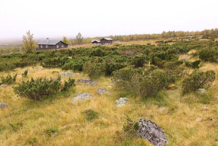 Mesteparten av vollen er ikke inngjerdet og lokaliteten vil dermed kunne beites av dyr på utmarksbeite (storfe og sau).