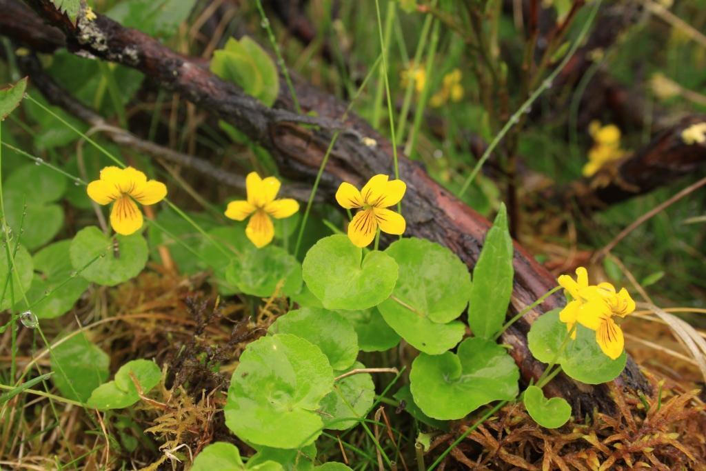 Artsmangfold: Naturbeitemarka ved Bøllhaugbua har en middels artsrik karplanteflora.