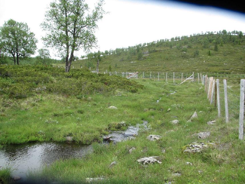 Bruk, tilstand og påvirkning: Arealene utenfor gjerdet beites av storfe og sau på utmarksbeite, og beitetrykket er godt og nedbeitingen jevn.