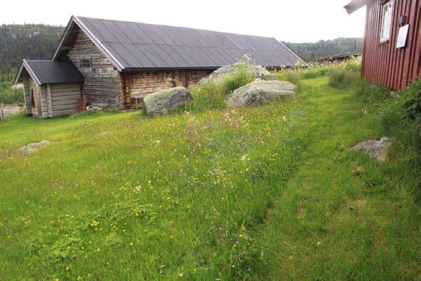 Voll med god forekomst av marinøkkel, høstmarinøkkel, fjellmarinøkkel og handmarinøkkel.