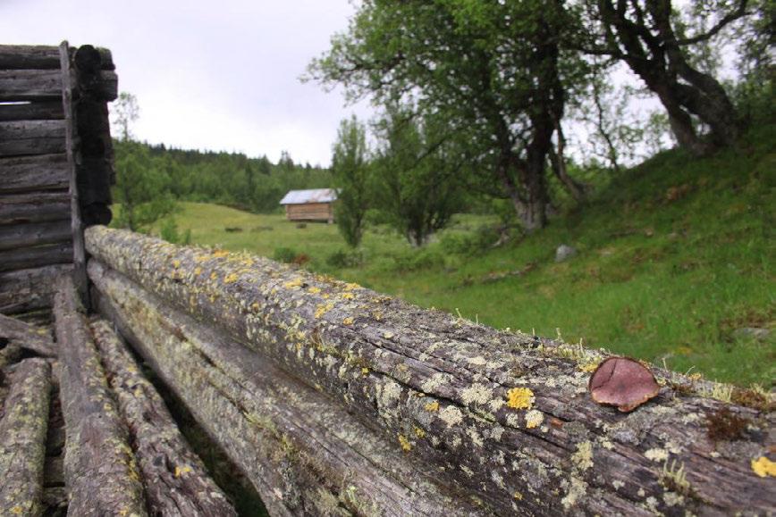 Bruk, tilstand og påvirkning: Vollene på Lundsætra er skilt med gjerder som i hovedsak følger eiendomsgrensene mellom de