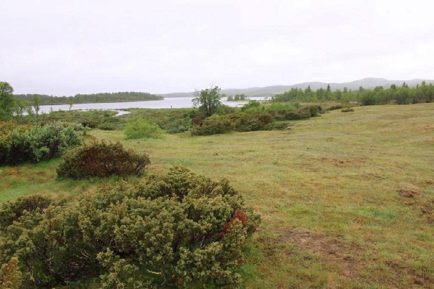 Figur 4. Fra Tronhus, beitete voller ned mot Sæbu-Røssjøen. Foto tatt 7.7.2012. Foto: Geir Høitomt.