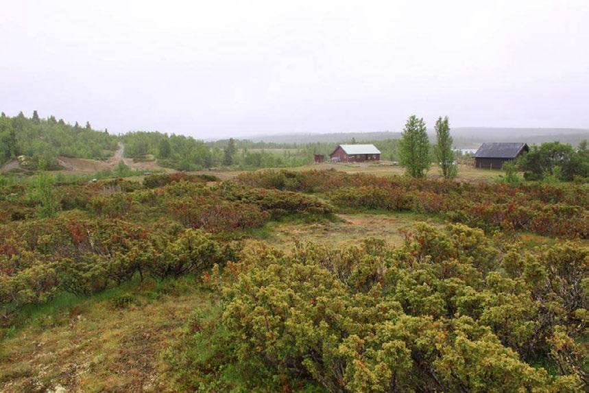 Bruk, tilstand og påvirkning: Vollen er ikke inngjerdet og lokaliteten vil dermed kunne beites av dyr på utmarksbeite (hest og sau). I dette området domineres beitingen av hest.