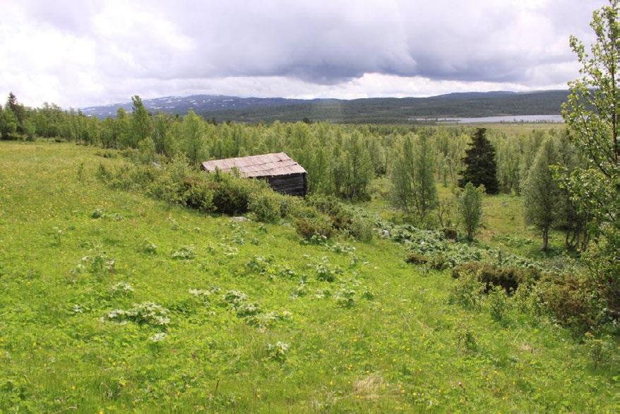 Søndre del av vollen, med gammel låve. Vokseplass for fjellmarinøkkel. Foto tatt 30.6.