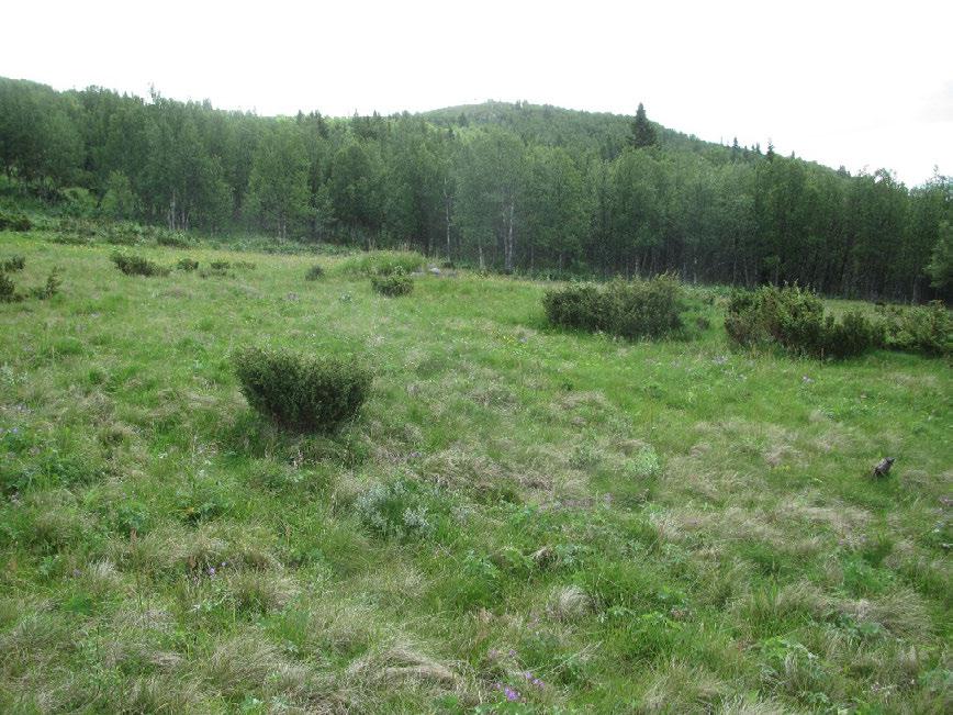 Figur 3. Noe svakt hevdede og fuktige finnskjeggenger med stort innslag av skogstorkenebb. Einer står spredt på hele vollen. Foto: Bjørn Harald Larsen, 12.7.2012.