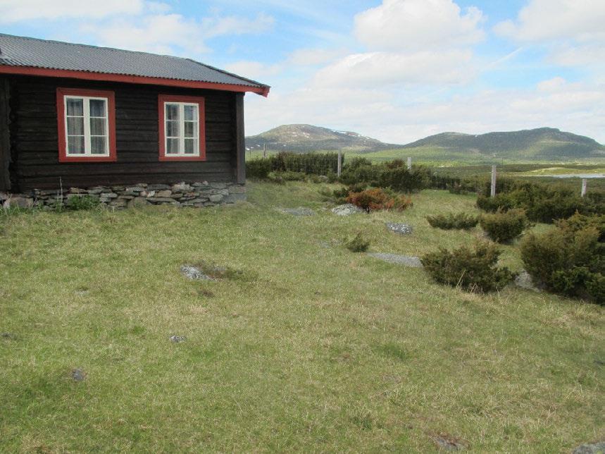 Figur 3. Rundt seterhusene på Fossesætra er det hardt sauebeitet og tråkkresistent vegetasjon, som er vanskelig å føre til vegetasjonstype. Foto: Bjørn Harald Larsen 27.6.2012.