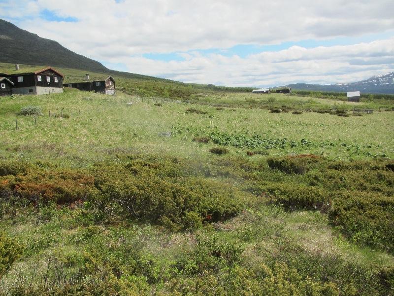 Figur 3. På vollen på Søre Risdalsætra er det store sølvbunke-enger sentralt, mens det langs kantene og på knauser er magre enger dels i overgang mot fjellrabbe.