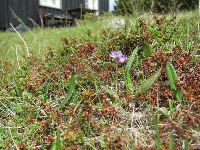 Figur 8. Fjellnøkleblom på tunet på Søre Risdalssæter, 27.6.2012. Nørdre Risdalseter: Tunet og vollen henger sammen og har samme bruk/hevd.