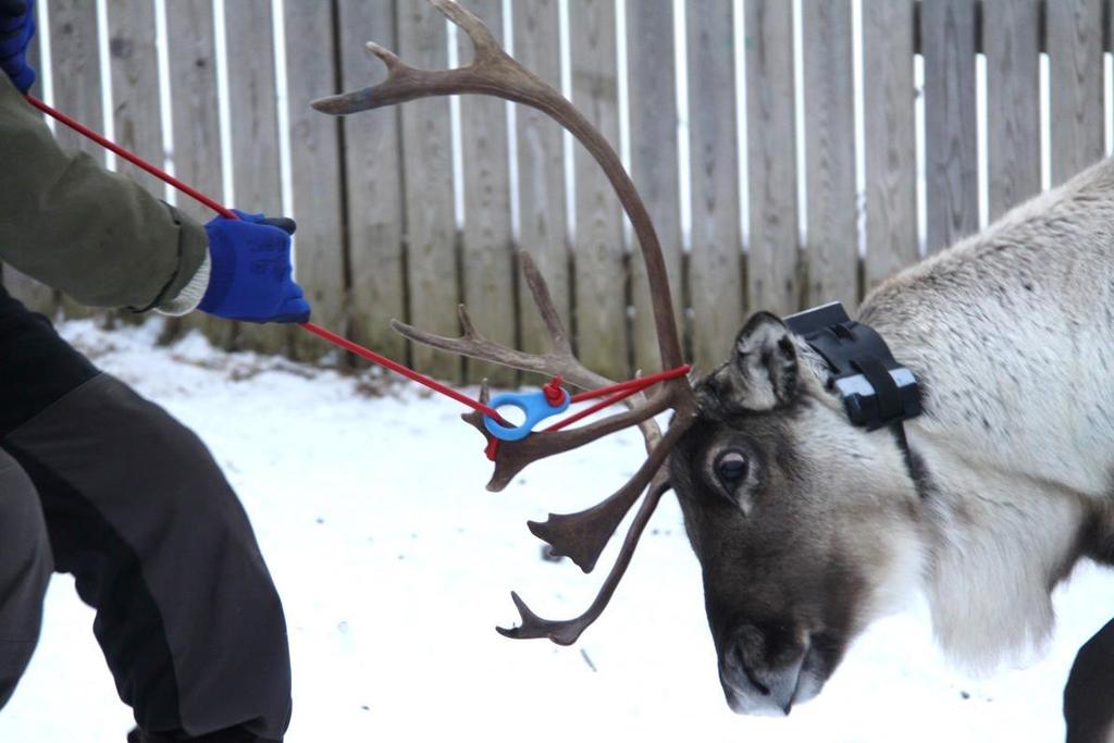 Bilde 6. Forsøksdyrene ble fanget med lasso og manuelt fiksert av to personer for sikker instrumentering og bytte av klaver. 2.