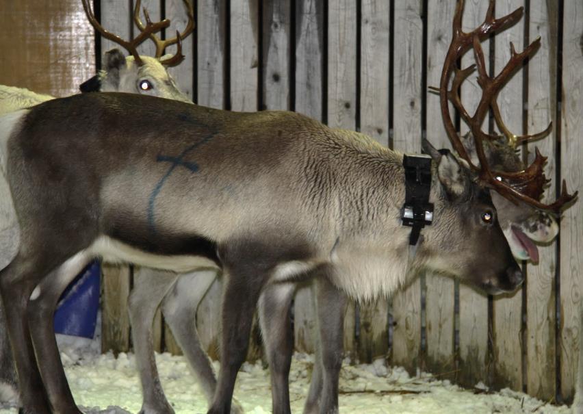 terrenget, må sonen der reinen får lydsignal økes betydelig for at reinen skal oppfatte lydsignalet før strømstøtet utløses. Sannsynligvis bør sonen der lydsignal blir gitt være minst 30 meter.