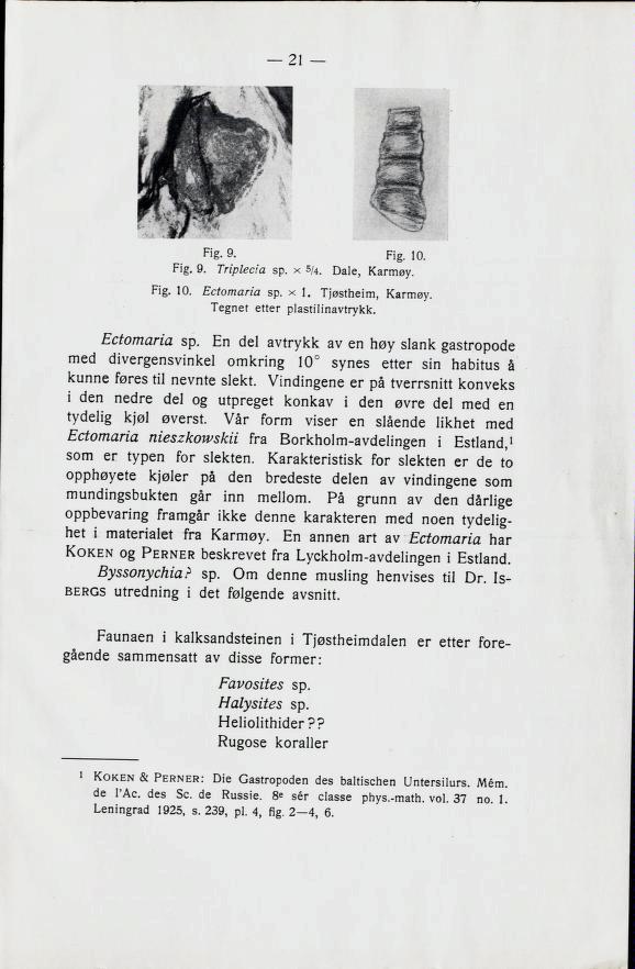 21 Fj g- 9- Fig. 10. Fig. 9. Triplecia sp. x 5/4. Dale, Karmøy. Fig. 10. Ectomaria sp.