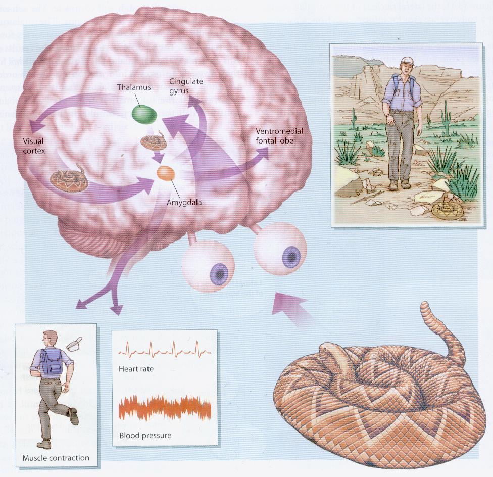 Prefrontalt korteks Sanse korteks Arbeidsminne konsentrasjon oppmerksomhet Amygdala Implisitt (ubevisste) følelsesminne Persepsjon korttidsminne Hippocampus Eksplisitt langtidsminne Vi mennesker har