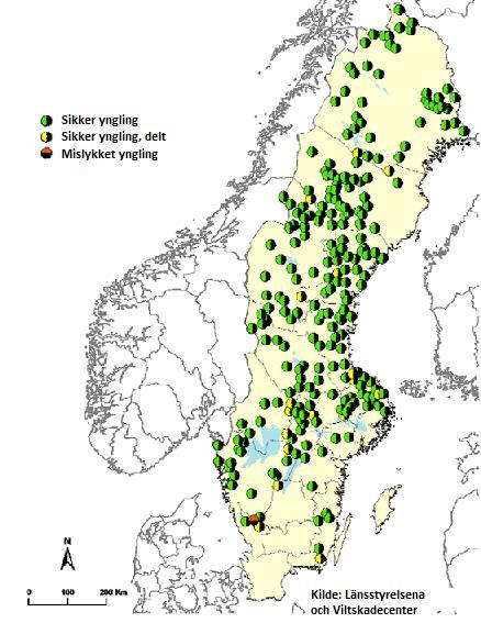 Figur 10 Ynglinger av gaupe i Sverige i