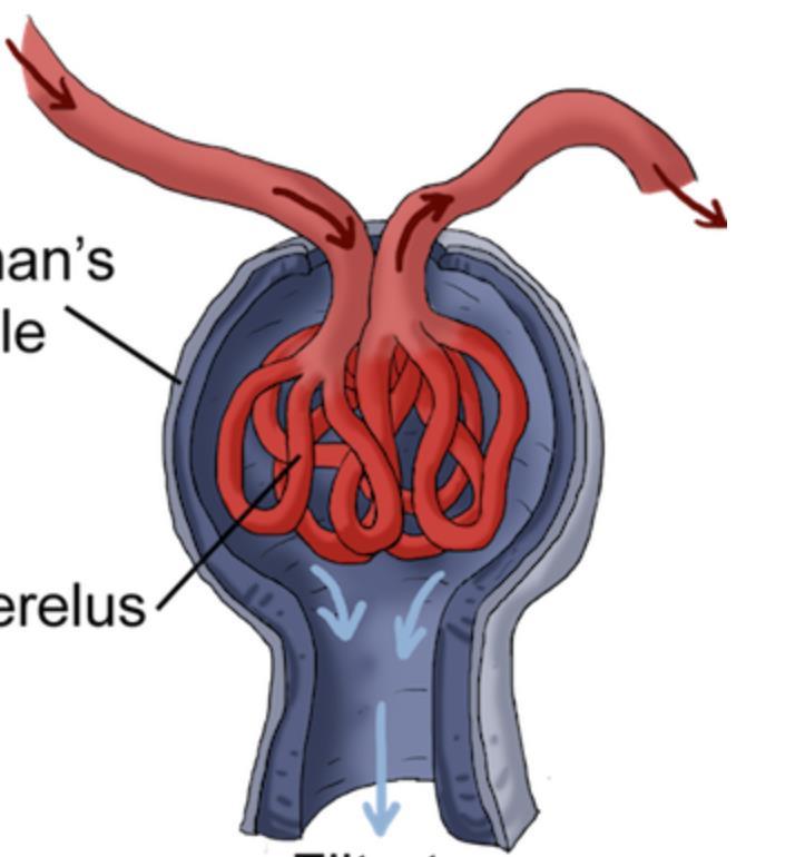 NSAID og COXIB «stenger kranen» Efferente arteriole Afferente arteriole ACE-hemmere og