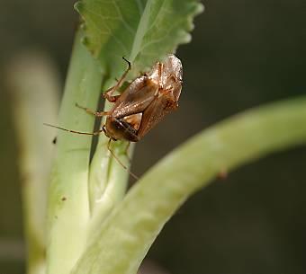 Håret engtege - utseende Voksne teger er ca 5 mm lange Gråbrune til grønngrå forvinger