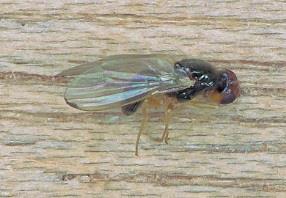 Gulrotflue - utseende Den voksne gulrotflua er 4-5 mm lang Har en smal, glinsende blåsvart kropp og gule bein Hodet