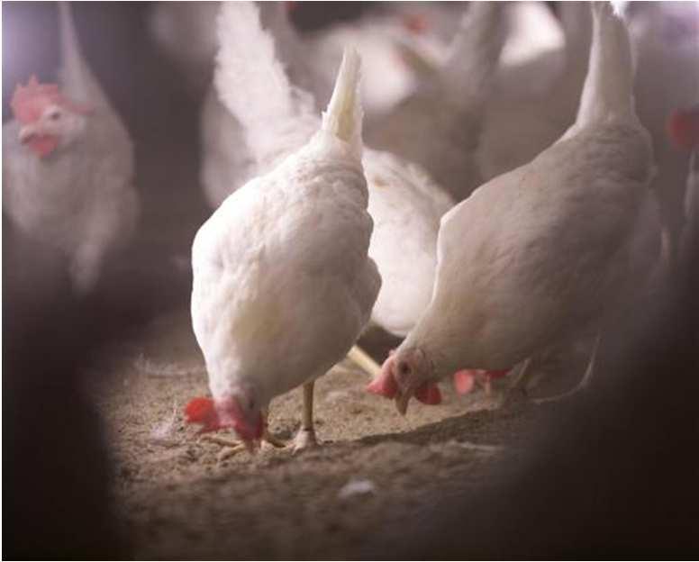 Fagringene skal bestå Fagringene er nyttige, både som lim i organisasjonen og for utvikling av