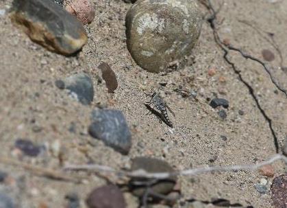 Det var meget godt «jegervær», og det var stedvis folksomt med andre insekter som profitterer på sandflater.