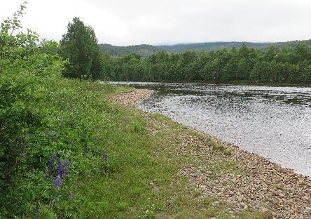 foretrekke. Det er også tydelig at flere av områdene er i ferd med å gro igjen, spesielt med lupin.