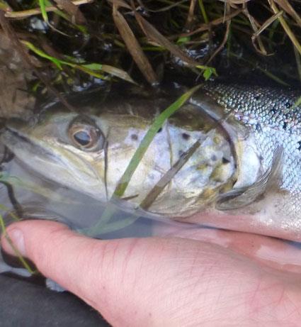 Figur 7. Utgytt hunnfisk på om lag 5 cm, med intermediære artstrekk fra både laks og sjøørret. Både tre-pigget stingsild og skrubbe var vanlig forekommende i nedre del av bekken.