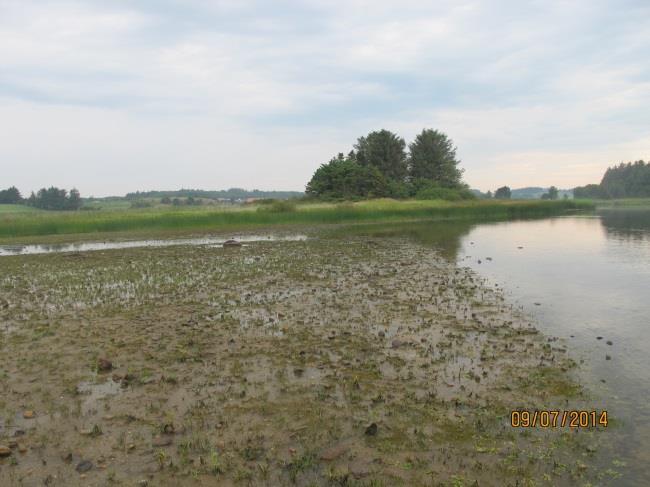 Store områder med tørrlagt rik kortskuddsvegetasjon i Grudavatnet, sett vestover Fig. 7. Rik kortskuddsvegetasjon i Grudavatnet sett østover mot det dypere område.