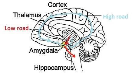 where emotion regulation and cognitive processing is integrated.