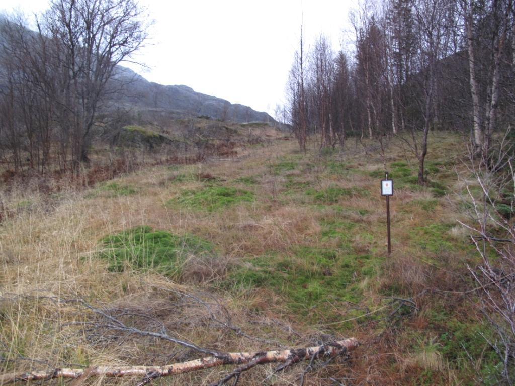 Ved stien i Langnes,Sørfjorden Foto: Geir H Olsen SNO-Bodø